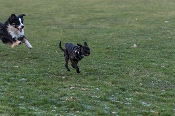 Bild 89 - Hundeshooting